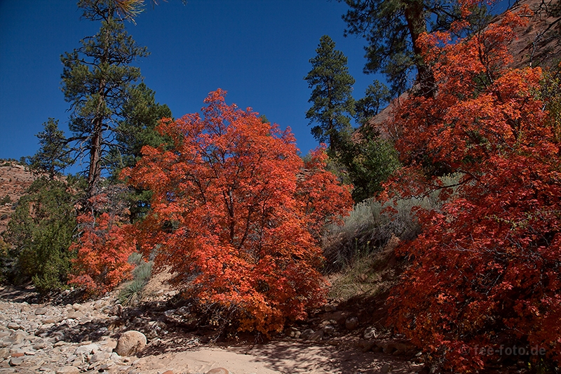 Herbstlicher Zion NP - XII